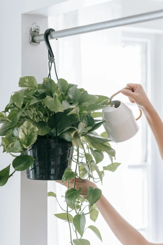 a woman watering a potted plant on a window sill, inspired by Kanō Tan'yū, minimalism, vines wrap around the terrarium, watering can, full product shot, hanging from white web