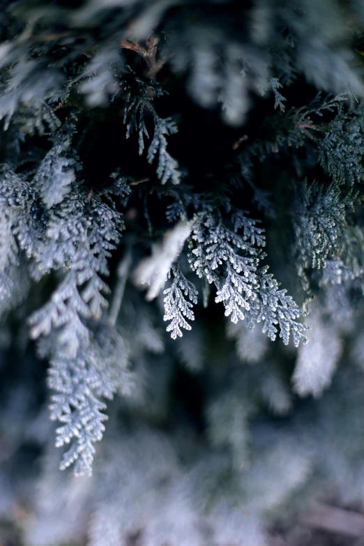 a close up of a pine tree with snow on it, inspired by Arthur Burdett Frost, midnight mist lights, wet leaves, shrubs, fern