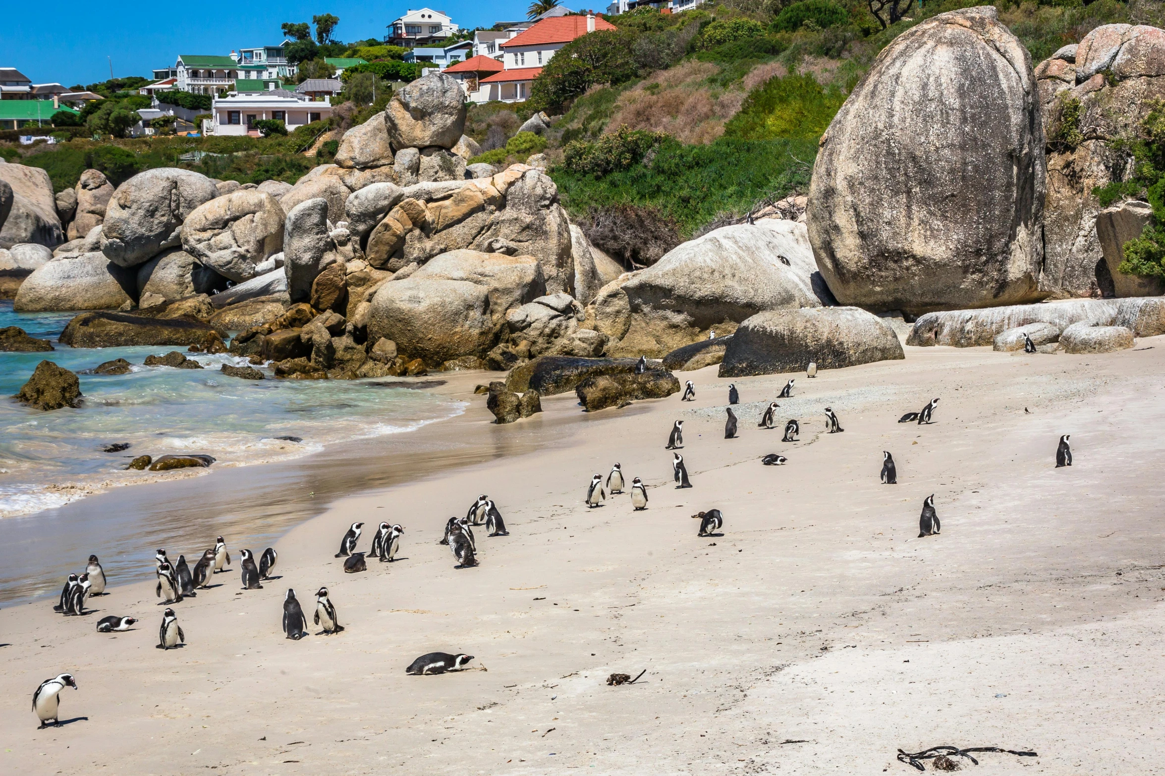 a group of penguins standing on top of a sandy beach, an ocean, white beaches, multiple stories, boulders