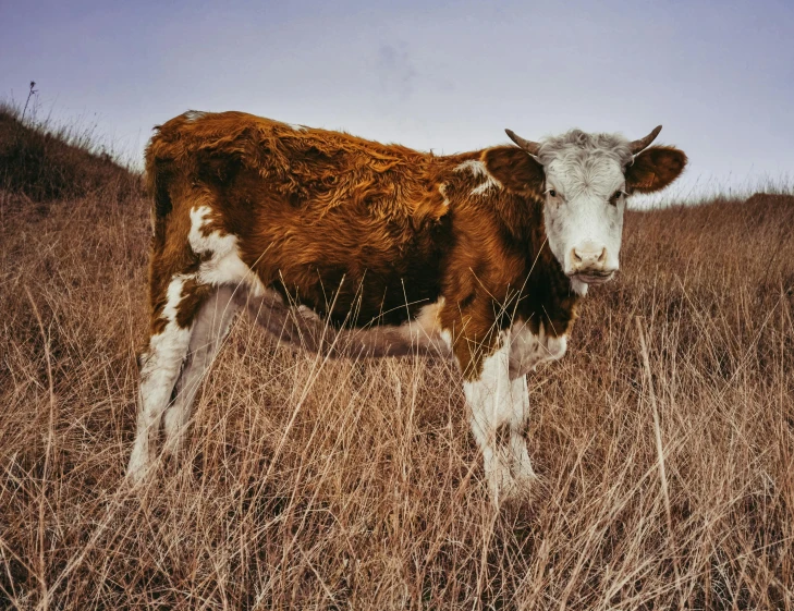 a brown and white cow standing in a field, an album cover, unsplash, renaissance, william eggleston, quixel megascans, rocky grass field, medium format