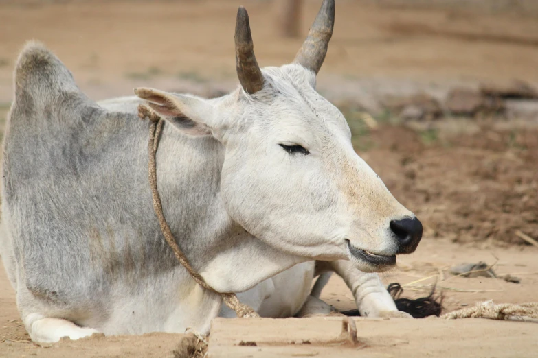 a cow that is laying down in the dirt, trending on unsplash, samikshavad, long pointy ears, white, indigenous, a wooden