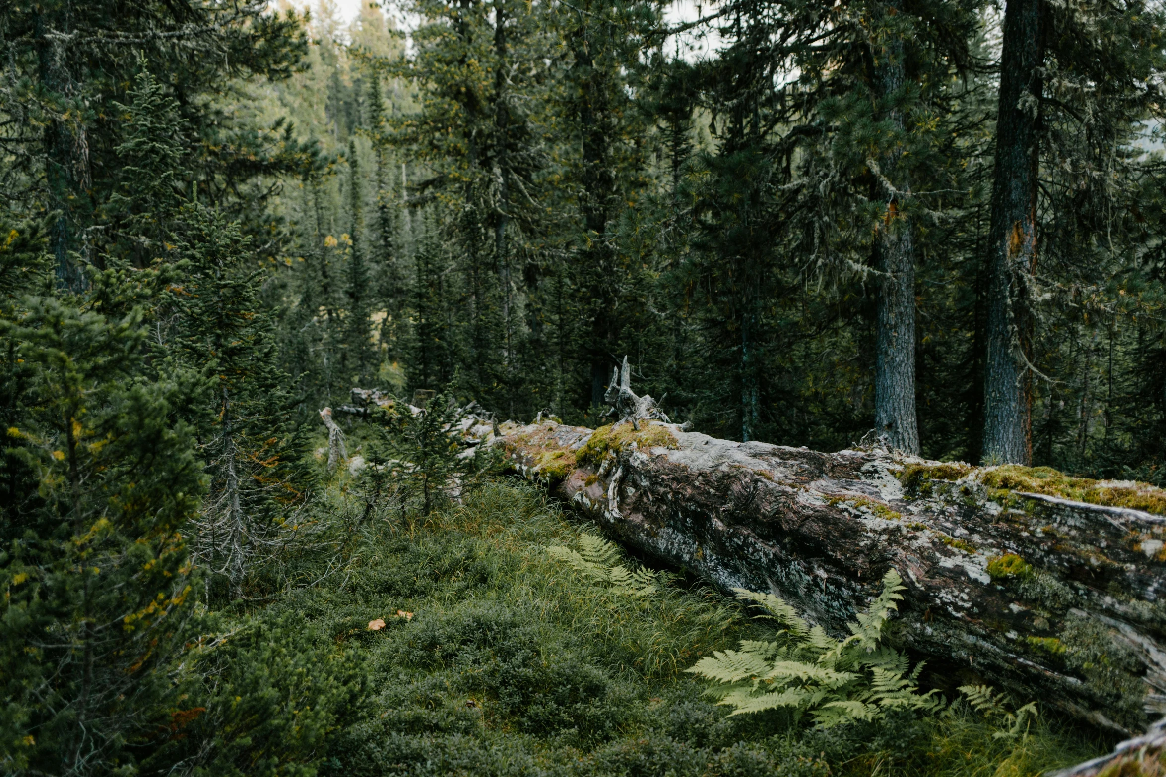 a fallen tree in the middle of a forest, by Jaakko Mattila, fan favorite, lush surroundings, film photo, jovana rikalo