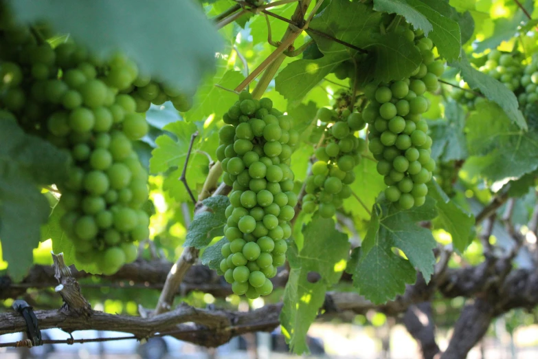 a bunch of green grapes hanging from a vine, award-winning crisp details”