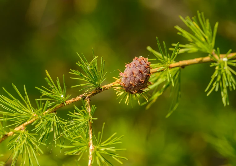 a close up of a tree branch with a pine cone on it, unsplash, hurufiyya, hop cone juice, thumbnail, caledonian forest, sweet acacia trees