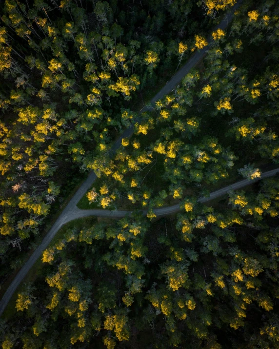 an aerial view of a road in the middle of a forest, by Jacob Toorenvliet, yellow street lights, ((forest))