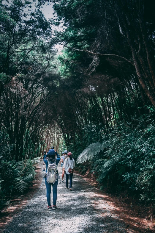 a group of people walking down a dirt road, unsplash contest winner, archways made of lush greenery, te pae, wellington, forestry