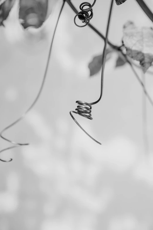 a black and white photo of a vine, inspired by André Kertész, unsplash, conceptual art, ( ( ( copper ) ) ) wire whiskers, curls, soft colors mono chromatic, springs