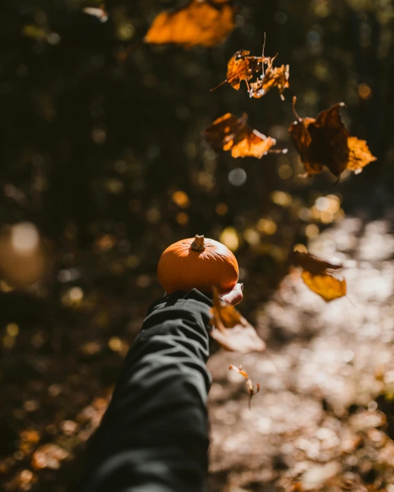 a person holding a pumpkin in the air, pexels contest winner, limbs, instagram story, leaves falling, lgbtq