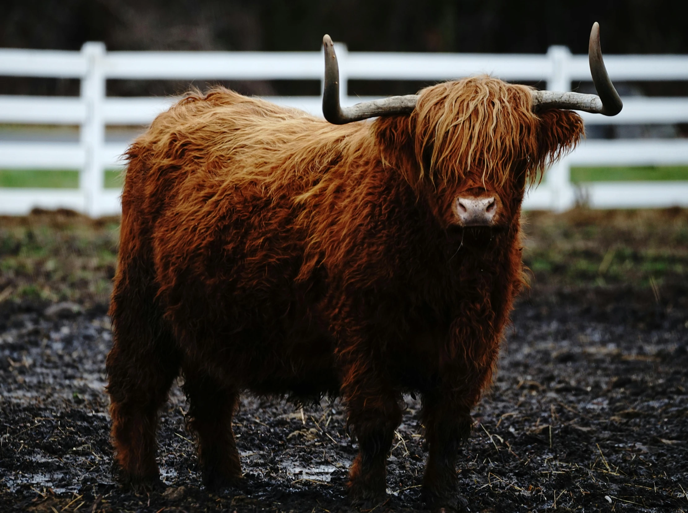 a long haired cow standing in front of a white fence, pexels contest winner, a character based on a haggis, that resembles a bull\'s, similar to hagrid, trending photo