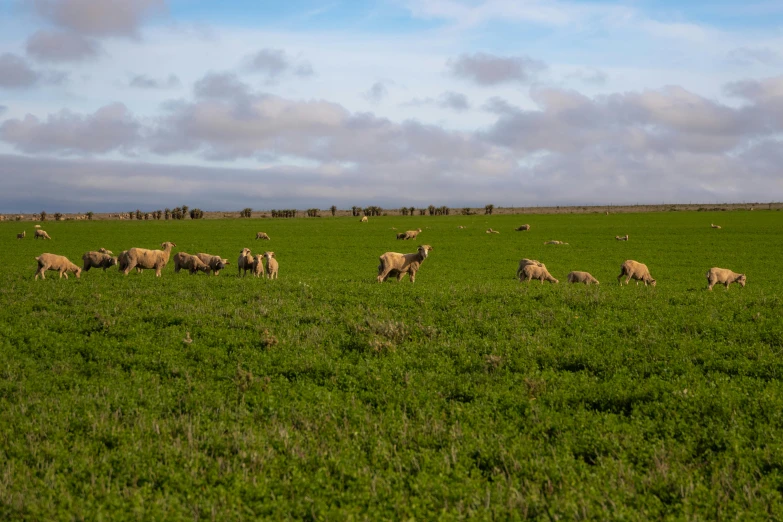 a herd of sheep grazing on a lush green field, by Peter Churcher, unsplash, hurufiyya, brown stubble, high quality image”