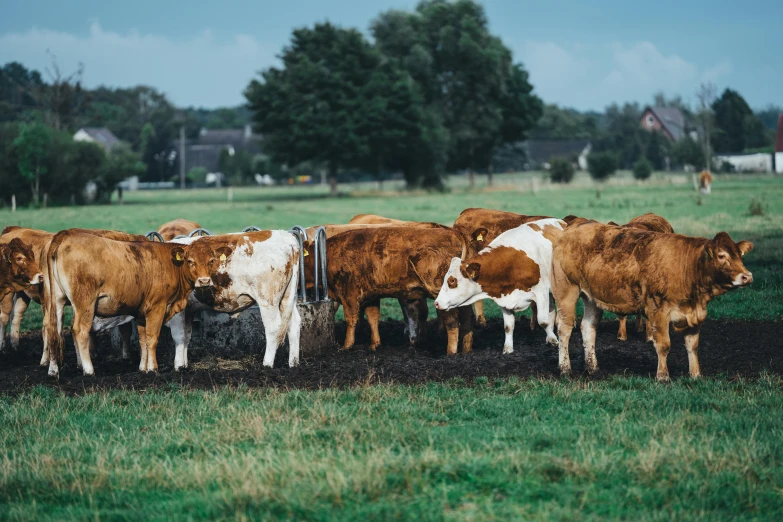 a herd of cows standing on top of a lush green field, by Andries Stock, unsplash, fan favorite, meats on the ground, brown, muck