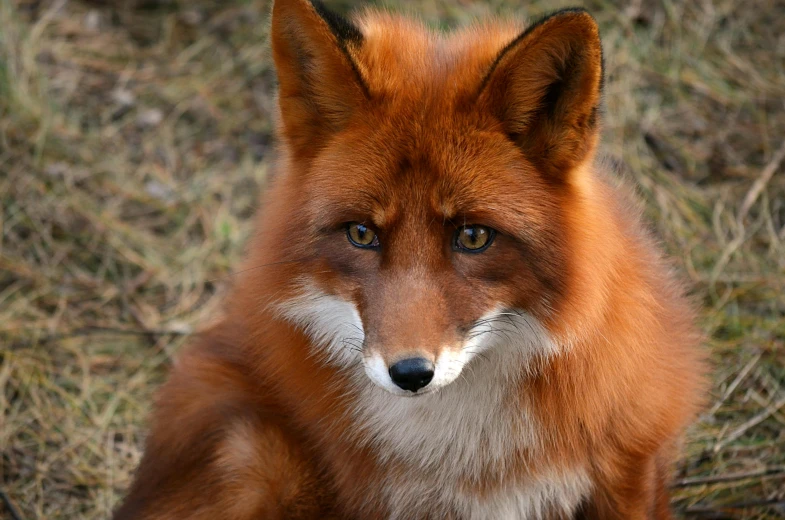 a red fox is sitting in the grass, a portrait, pexels contest winner, synthetic fur, mixed animal, emerald, video