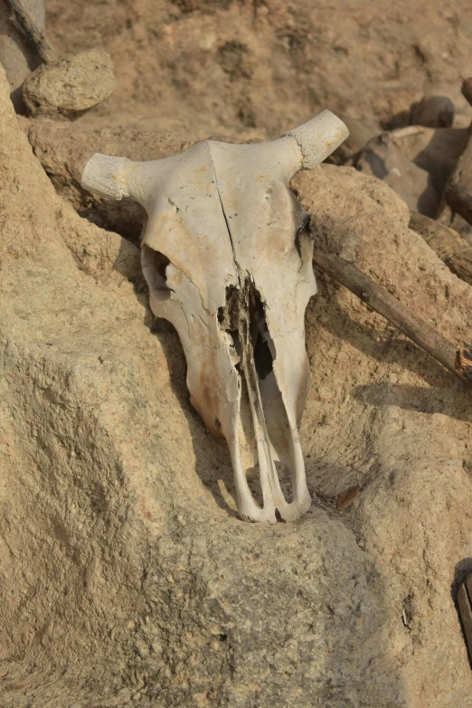 a cow skull sitting on top of a pile of dirt, sandstone, ((skull)), afar, white