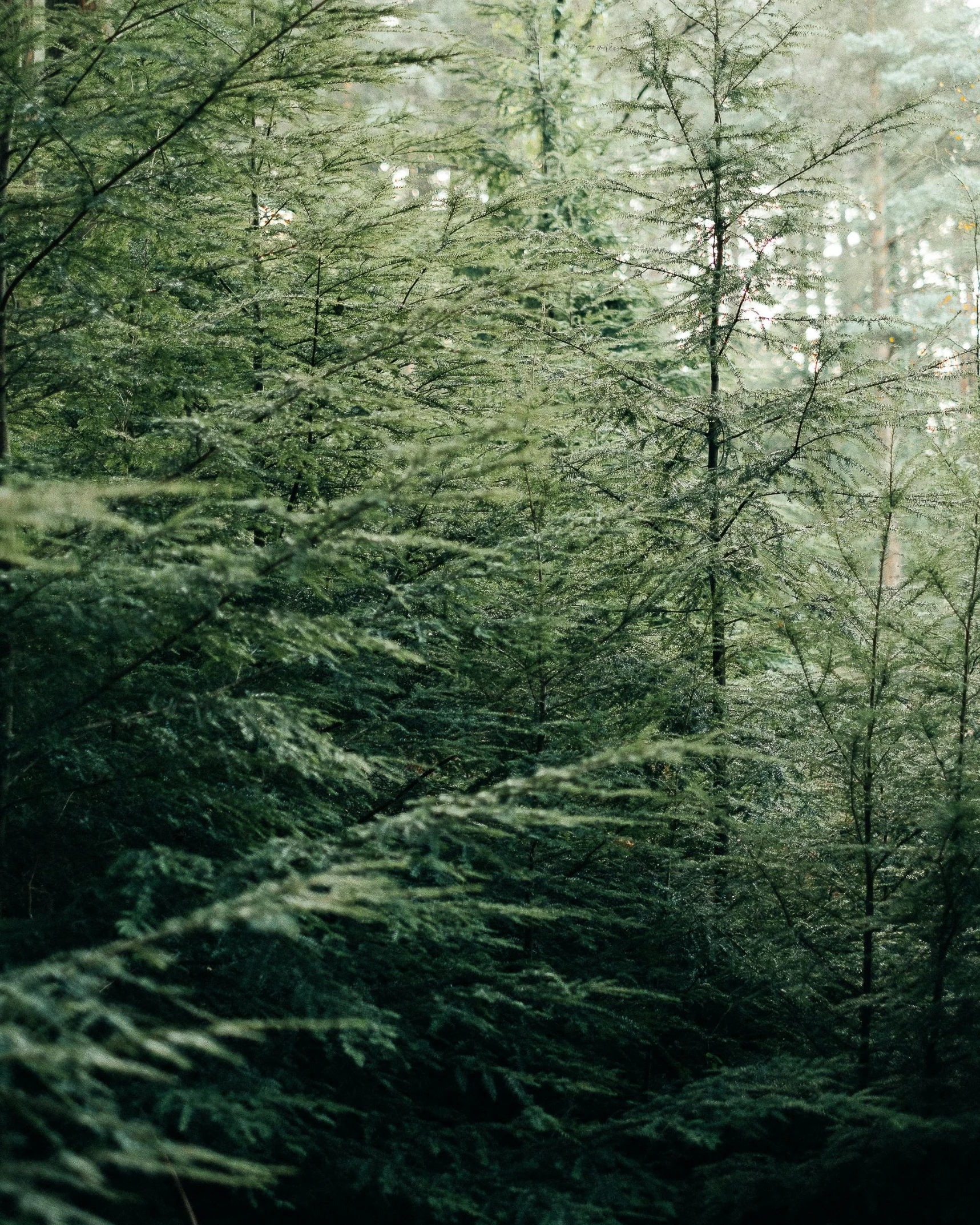 a forest filled with lots of green trees, an album cover, unsplash contest winner, muted green, ((trees)), evergreen, multiple stories