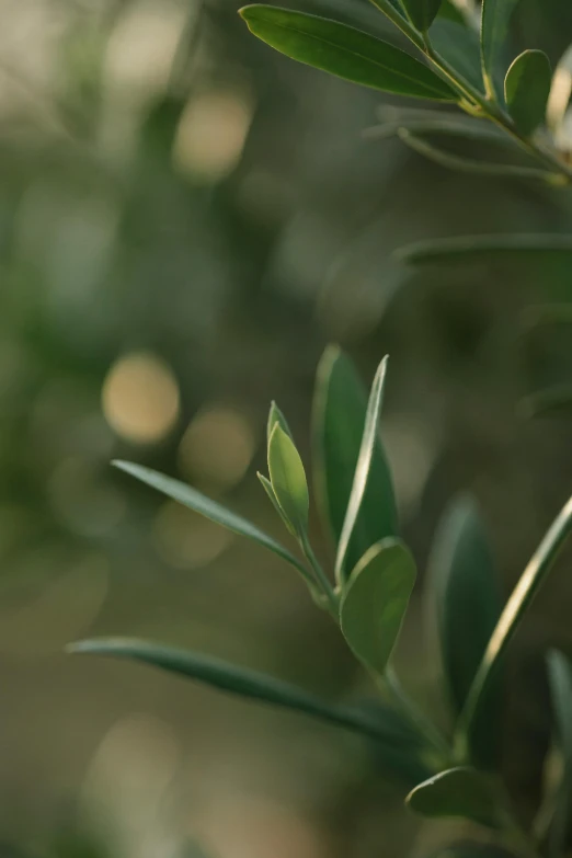 a close up of a plant with green leaves, a picture, by David Simpson, trending on pexels, photorealism, olive trees, soft evening lighting, paul barson, celebration