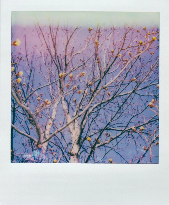 a polaroid picture of a tree with fruit on it, inspired by Elsa Bleda, unsplash, purple trees, ((trees)), blue skies, isolate translucent