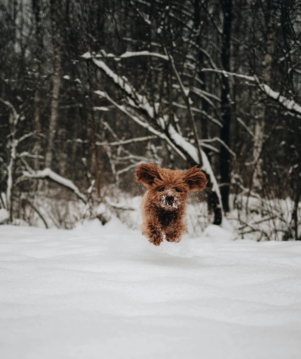 a dog running through the snow in the woods, by Jesper Knudsen, pexels contest winner, cheburashka, floating in mid - air, chocolate, hr ginger