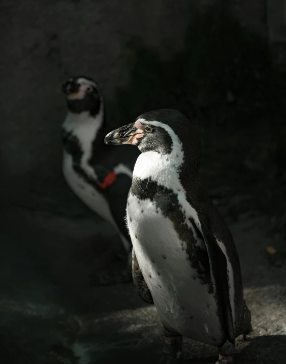 a couple of penguins standing next to each other, pexels contest winner, deep lighting, bubbly, in the zoo exhibit, trimmed with a white stripe