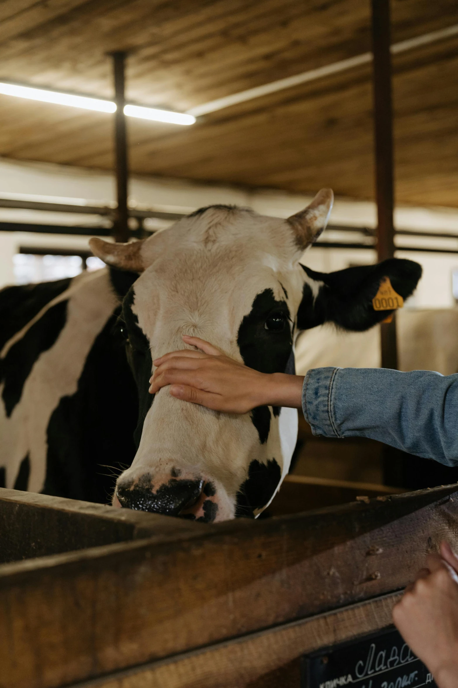 a woman is petting a cow in a barn, by Jan Tengnagel, trending on unsplash, pbr, milk dripping, realistic footage