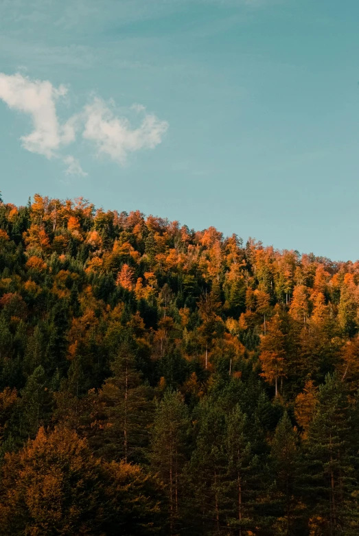 a mountain covered in lots of trees next to a forest, by Anna Haifisch, unsplash contest winner, color field, orange and brown leaves for hair, tall pine trees, glossy surface, late summer evening