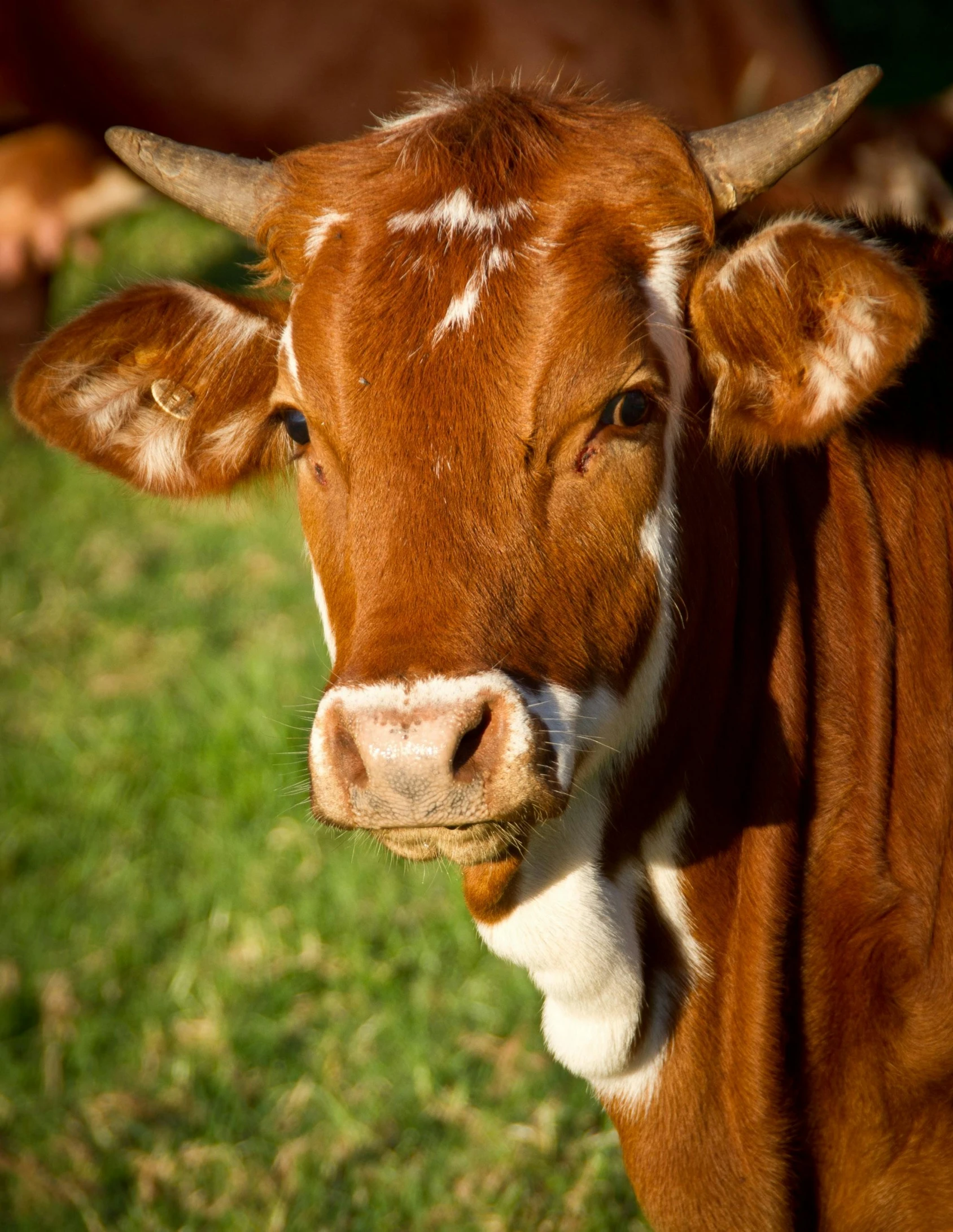 a brown cow standing on top of a lush green field, profile image, square nose, lovingly looking at camera, ( redhead