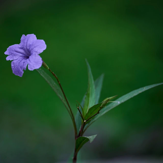 a purple flower sitting on top of a green leaf, a portrait, by Jan Rustem, unsplash, fan favorite, standing alone, color ( sony a 7 r iv, morning glory flowers