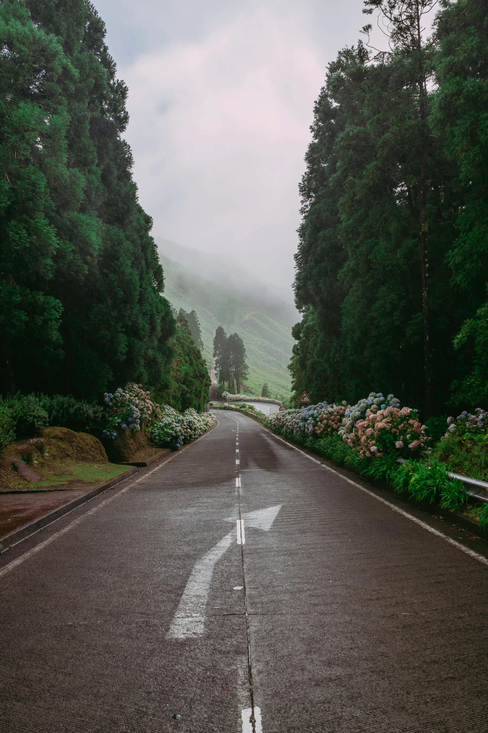 an empty road in the middle of a forest, by Daniel Seghers, azores, flowers rain everywhere, lo - fi, in mountains