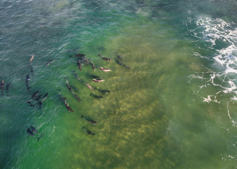 a group of people swimming in the ocean, by Carey Morris, pexels contest winner, hurufiyya, bird's eye, dolphins, ready to eat, bay area