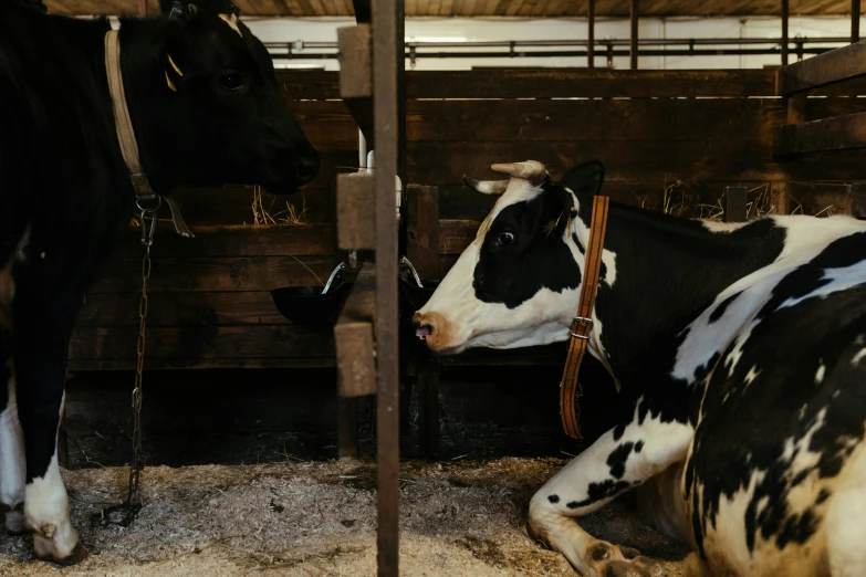 a couple of cows that are laying down, a portrait, by Jan Tengnagel, trending on unsplash, inside a barn, profile image, ready to eat, high-quality photo