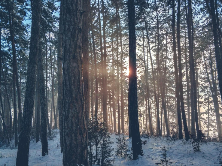 the sun shines through the trees in a snowy forest, a picture, unsplash contest winner, iphone photo, ((forest))