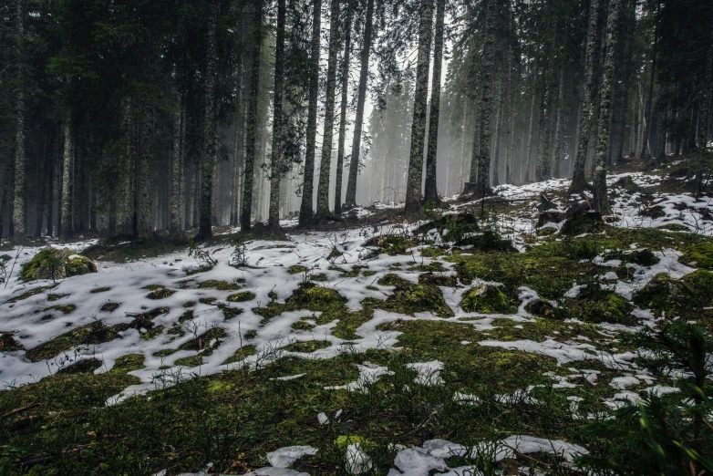 a forest with snow on the ground and trees in the background, by Adam Szentpétery, pexels contest winner, dense rain, in the dolomites, ready to eat, hunting