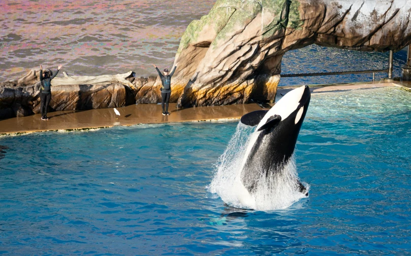 a black and white whale jumping out of the water, theme park, seals, on his hind legs, monaco