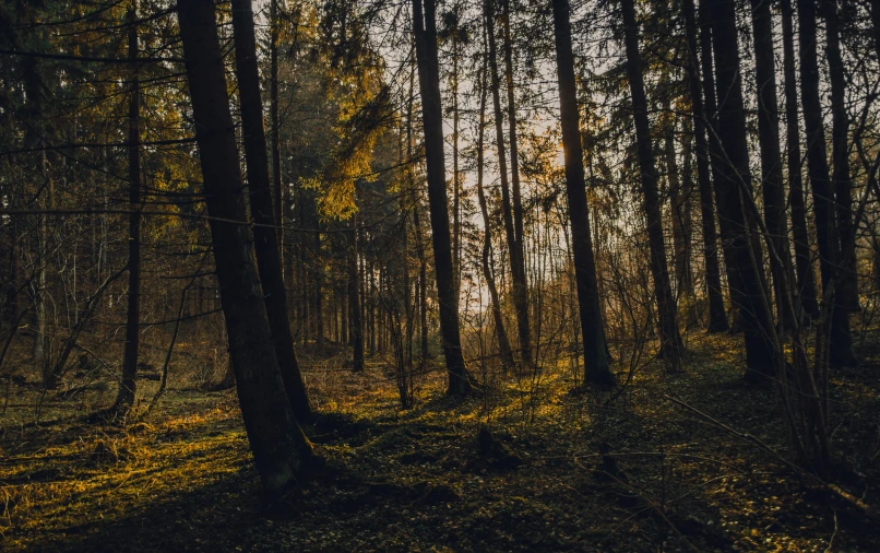 the sun shines through the trees in a forest, by Sebastian Spreng, pexels contest winner, fan favorite, evening at dusk, warm glow coming the ground, detailed surroundings