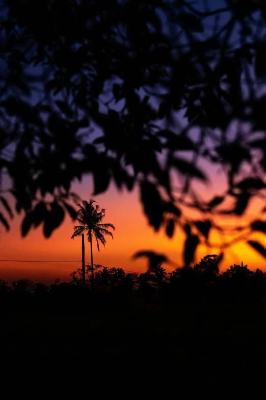 a sunset with palm trees in the foreground, by Gwen Barnard, pexels contest winner, sumatraism, rural splendor, vignetting, ::