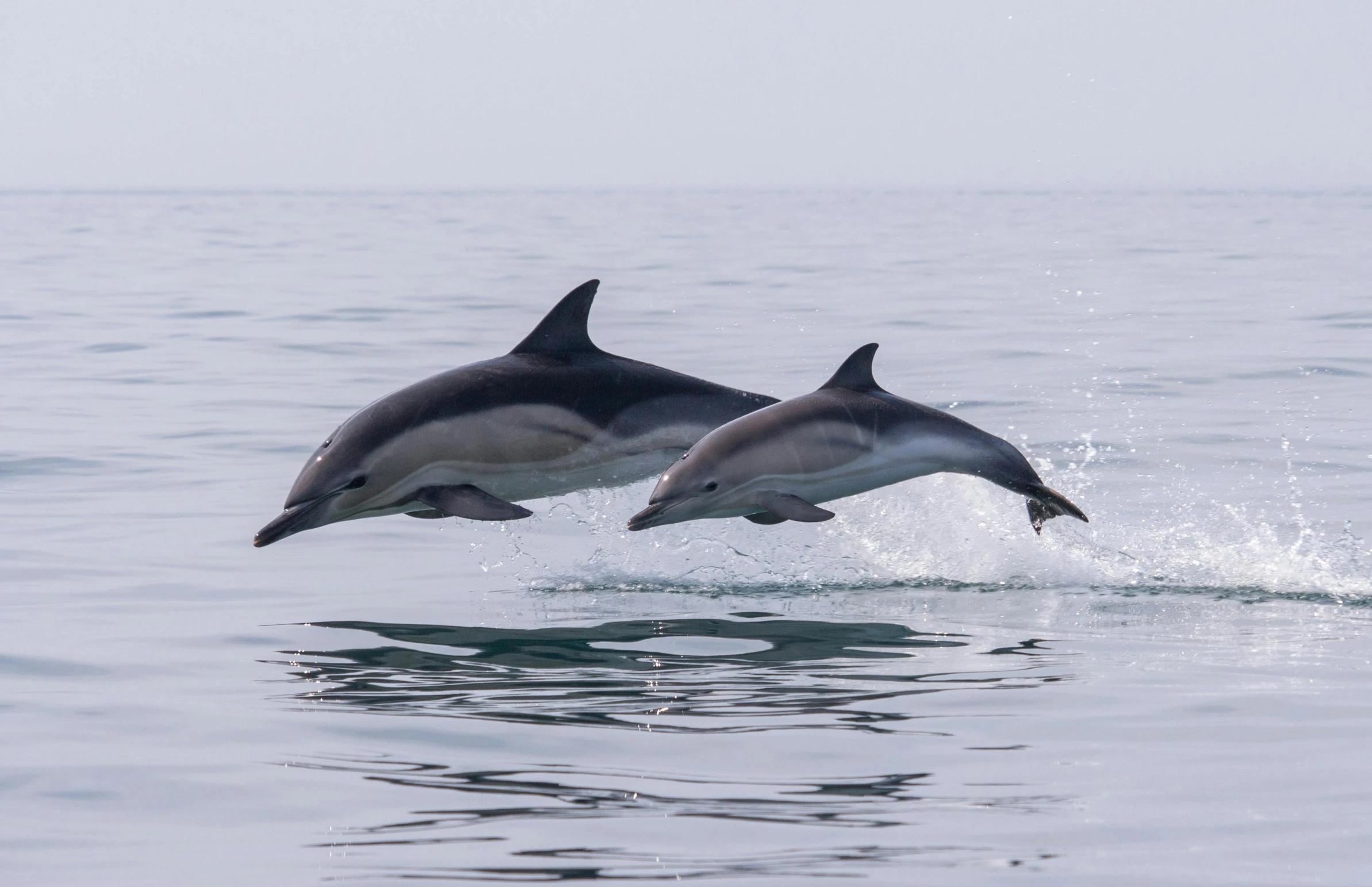 two dolphins are jumping out of the water, by Julian Hatton, pexels contest winner, 4k serene, multi - layer, sea creatures, grey