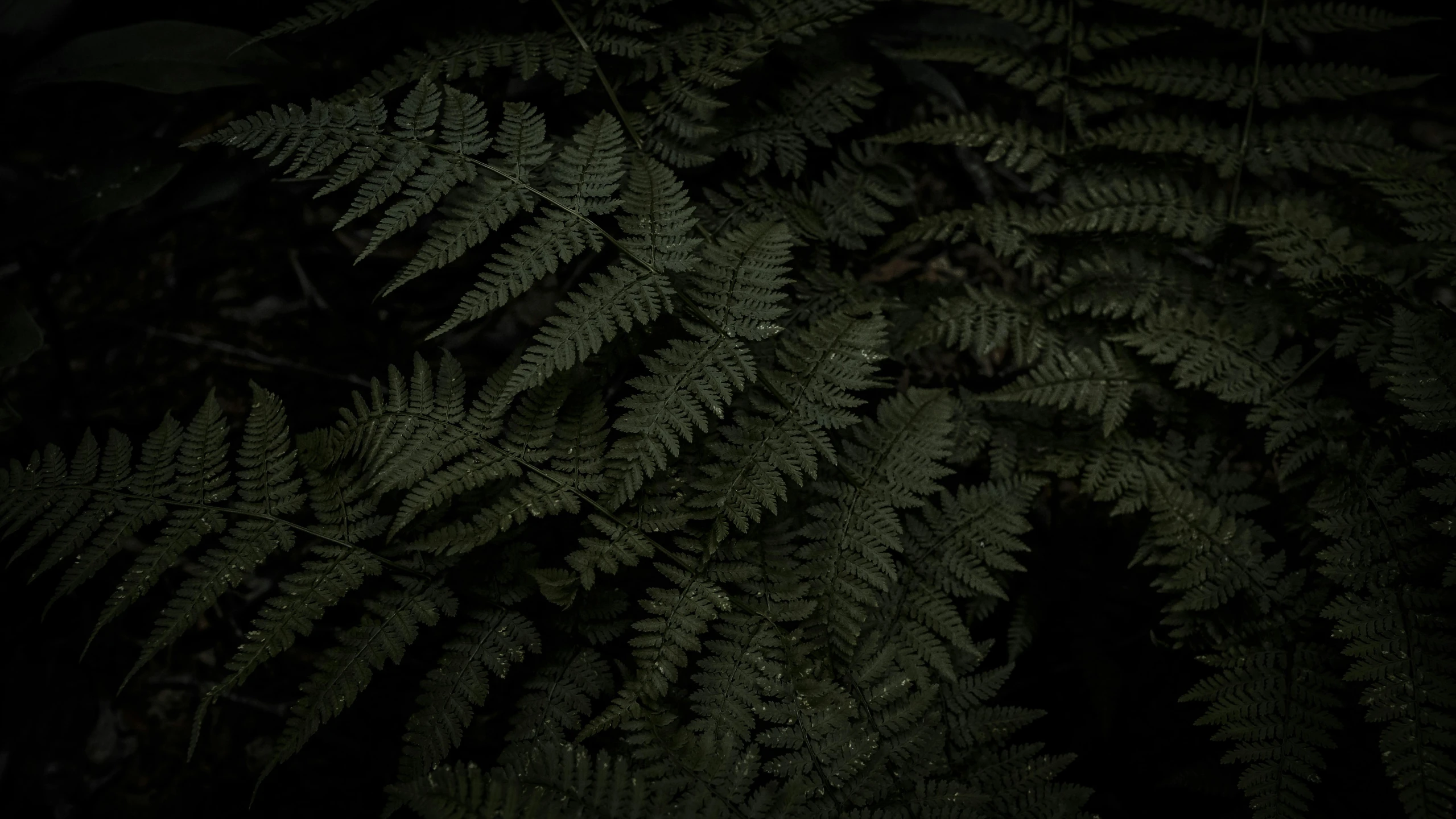 a close up of a plant in the dark, ferns, alessio albi, forest green, dark green