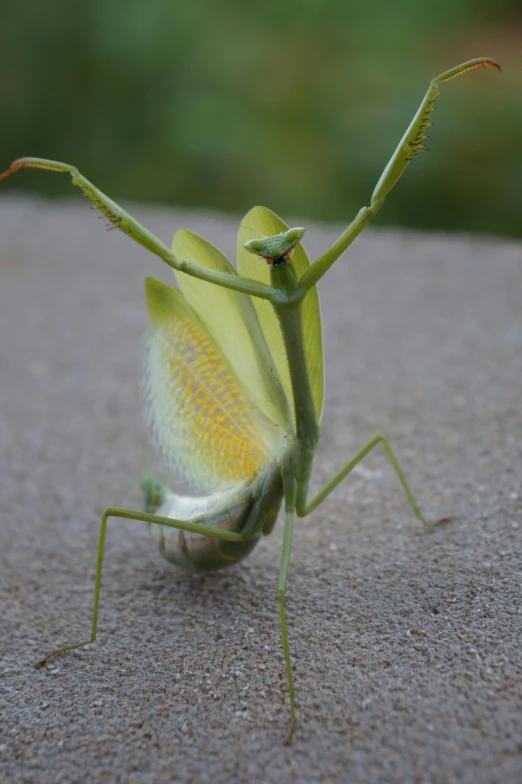 a close up of a praying mantisce on a concrete surface, a macro photograph, by Carey Morris, on his hind legs, exotic alien flora, “hyper realistic, an ultra realistic
