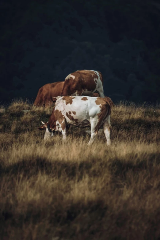 a couple of cows standing on top of a grass covered field, by Daniel Seghers, unsplash contest winner, renaissance, fine art print, multiple stories, ( redhead, browns and whites