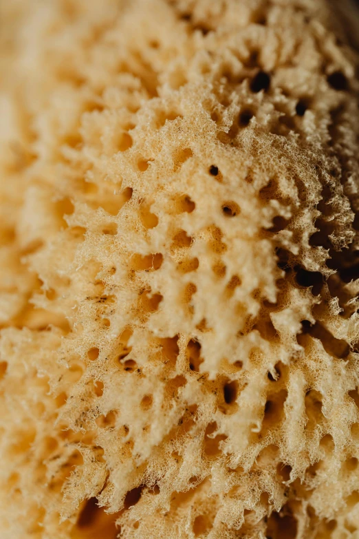 a close up of a piece of bread on a plate, a macro photograph, by Daniel Seghers, renaissance, sea sponges, sandy beige, shot with sony alpha, high-body detail