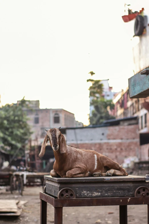 a goat laying on top of a wooden table, inspired by Steve McCurry, trending on unsplash, streets of calcutta, grain”, sun rising, market setting