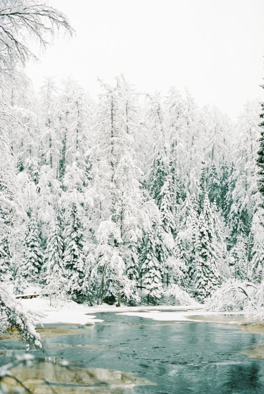 a river running through a forest covered in snow, tall pine trees, kodak portra, a cozy, icy