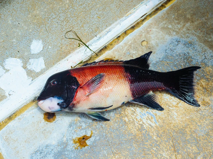 a dead fish that is on the ground, an album cover, by Joseph Severn, unsplash, sōsaku hanga, it has a red and black paint, surgery, tropical fish, reddish