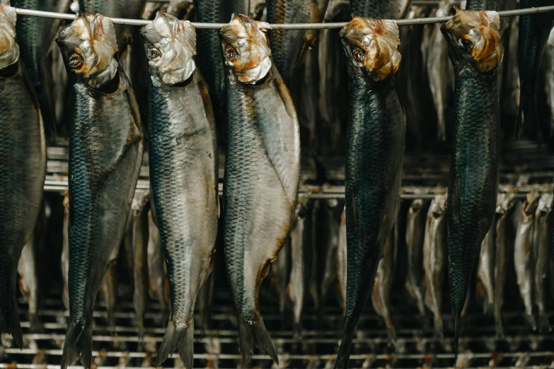a bunch of fish hanging from a line, pexels contest winner, renaissance, smoked layered, high quality product image”, fan favorite, full of silver layers