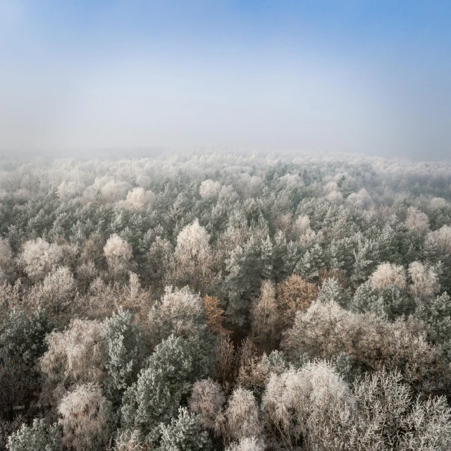 a forest filled with lots of trees covered in frost, a photo, by Jacob Kainen, sky - high view, soft light misty, cotton, low angle 8k hd nature photo