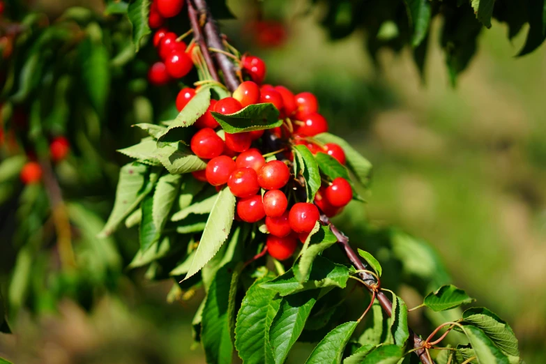 a close up of a bunch of berries on a tree, giant cherry trees, profile image