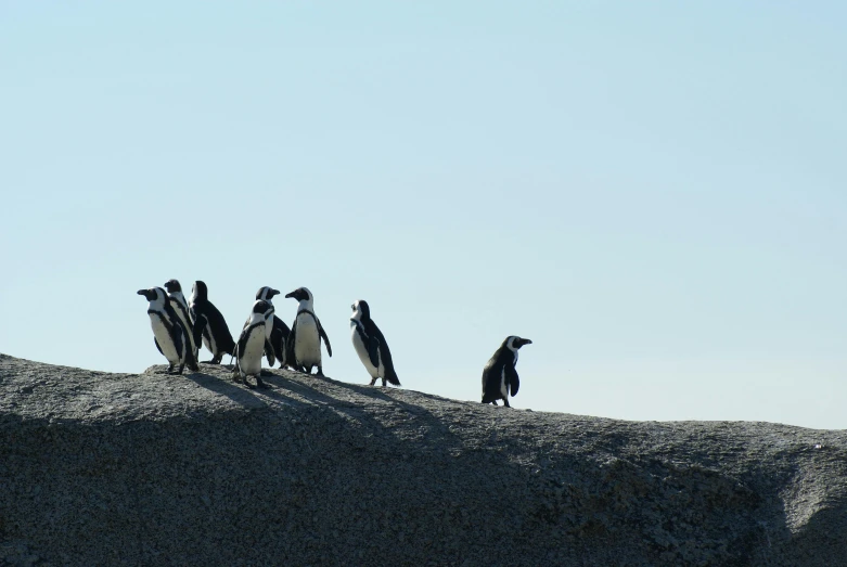 a group of penguins standing on top of a rock, by Terese Nielsen, pexels contest winner, sky line, gentle shadowing, in a row, rick owens