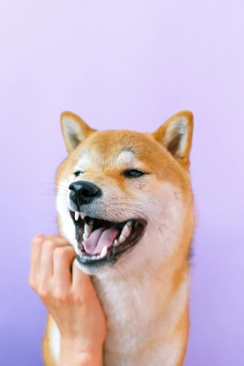 a close up of a person petting a dog, a picture, inspired by Shiba Kōkan, trending on pexels, mingei, laughing hysterically, purple, (winking), crypto
