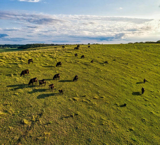 a herd of cattle grazing on a lush green field, by Peter Churcher, unsplash contest winner, land art, evening sunlight, wide high angle view, slide show, wide angle”