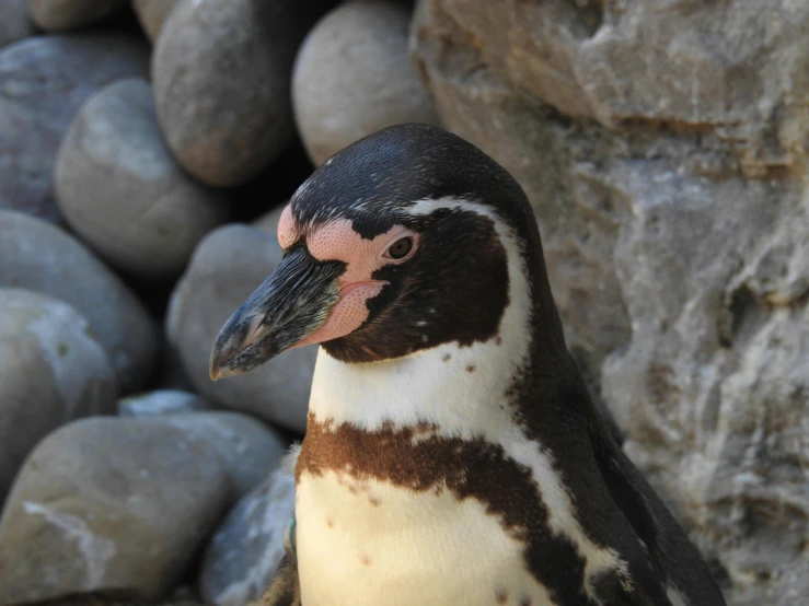 a penguin standing next to a pile of rocks, a portrait, pexels contest winner, happening, closeup 4k, markings on his face, truncated snout under visor, long pointy pink nose