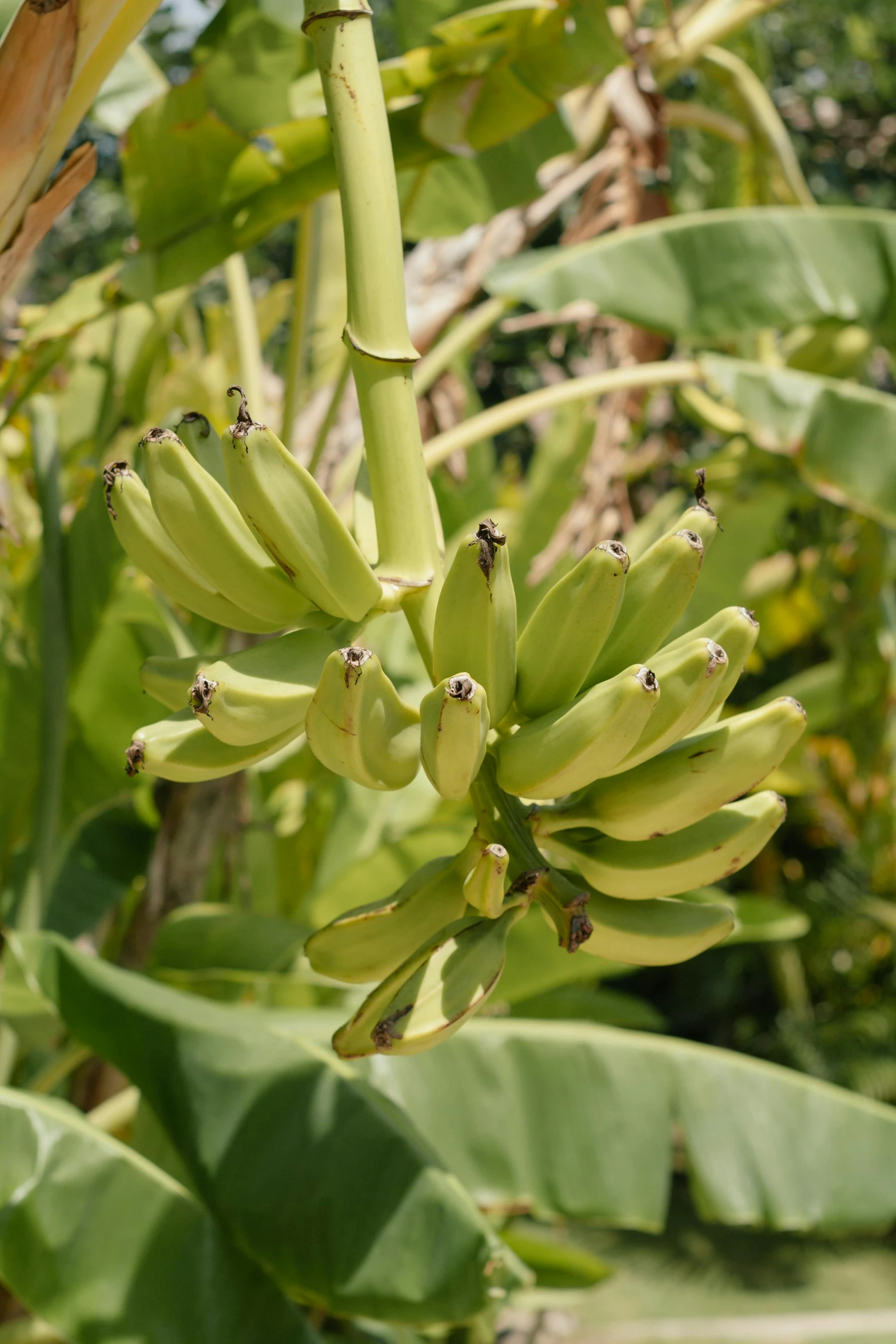 a close up of a bunch of bananas on a tree, slide show, recipe, green, 2 5 6 x 2 5 6 pixels